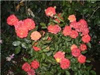 c84c42bc-Picture 6268.jpg